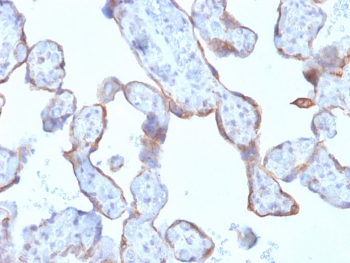 IHC testing of FFPE human placenta with recombinant MMP3 antibody (clone rMMP3/1730). Required HIER: boil tissue sections in pH 9 10mM Tris with 1mM EDTA for 10-20 min followed by cooling at RT for 20 min.