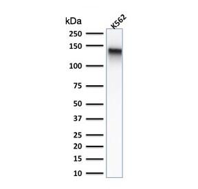 Western blot testing of human K562 cell lysate with recombinant CD43 antibody (clone rSPN/839). Expected molecular weight: 45-135 kDa depending on glycosylation level.