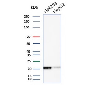 Western blot testing of human HEK293 and HepG2 cell lysate with ARF1 antibody (clone 1A9/5). Predicted molecular weight ~21 kDa.