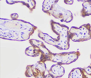 IHC testing of FFPE human placenta with recombinant PLAP antibody (clone KSUP-2R).