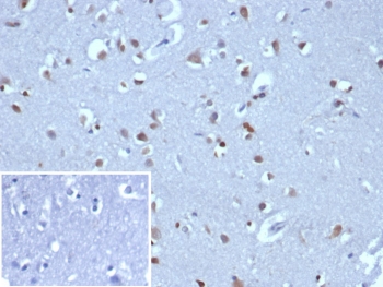 IHC staining of FFPE human brain tissue with NEUROG3 antibody (clone NGN3/1808) HIER: boil tissue sections in pH 9 10mM Tris with 1mM EDTA for 20 min and allow to cool before testing.