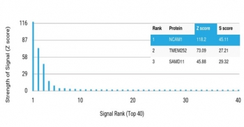 Analysis of a HuProt(TM) microarray containing more than 19,000 full-length human proteins using CD56 antibody (clone NCAM/7520). Z- and S- Score: The Z-score represents the strength of a signal that a monoclonal antibody (in combination with a fluorescently-tagged anti-IgG secondary antibody) produces when binding to a particular protein on the HuProt(TM) array. Z-scores are described in units of standard deviations (SD's) above the mean value of all signals generated on that array. If targets on HuProt(TM) are arranged in descending order of the Z-score, the S-score is the difference (also in units of SD's) between the Z-score. S-score therefore represents the relative target specificity of a mAb to its intended target. A mAb is considered to specific to its intended target, if the mAb has an S-score of at least 2.5. For example, if a mAb binds to protein X with a Z-score of 43 and to protein Y with a Z-score of 14, then the S-score for the binding of that mAb to protein X is equal to 29.