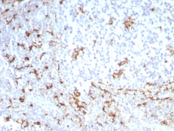 IHC staining of FFPE human tonsil tissue with recombinant CD163 antibody (clone M130/8821R). HIER: boil tissue sections in pH 9 10mM Tris with 1mM EDTA for 20 min and allow to cool before testing.