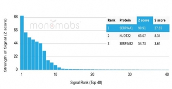 Analysis of a HuProt(TM) microarray containing more than 19,000 full-length human proteins using Alpha-1-Antitrypsin Mouse Monoclonal (AAT/8909). Z- and S- Score: The Z-score represents the strength of a signal that a monoclonal antibody (in combination with a fluorescently-tagged anti-IgG secondary antibody) produces when binding to a particular protein on the HuProt(TM) array. Z-scores are described in units of standard deviations (SD's) above the mean value of all signals generated on that array. If targets on HuProt(TM) are arranged in descending order of the Z-score, the S-score is the difference (also in units of SD's) between the Z-score. S-score therefore represents the relative target specificity of a mAb to its intended target. A mAb is considered to specific to its intended target, if the mAb has an S-score of at least 2.5. For example, if a mAb binds to protein X with a Z-score of 43 and to protein Y with a Z-score of 14, then the S-score for the binding of that mAb to protein X is equal to 29.