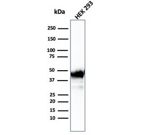 Western blot testing of human HEK293 cell lysate with Creatine kinase B antibody (clone CKBB/6567). Predicted molecular weight ~43 kDa.