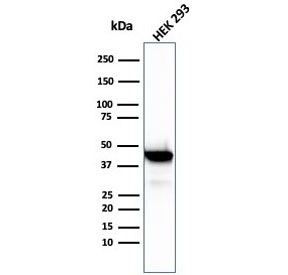 Western blot testing of human HEK293 cell lysate with Brain Creatine Kinase antibody (clone CKBB/6568). Predicted molecular weight ~43 kDa.