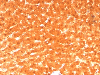 IHC staining of FFPE human liver tissue with GCHFR antibody (clone GCHFR/7734). HIER: boil tissue sections in pH 9 10mM Tris with 1mM EDTA for 20 min and allow to cool before testing.