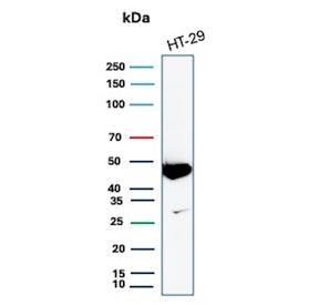 Western blot testing of human HT29 cell lysate with Cytokeratin 20 antibody. Predicted molecular weight ~46 kDa.