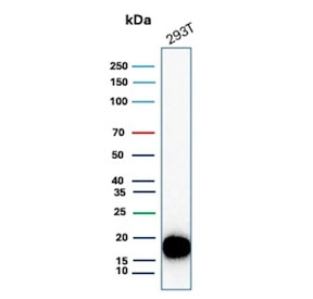 Western blot testing of human 293T cell lysate with Survivin antibody. Predicted molecular weight ~16 kDa.