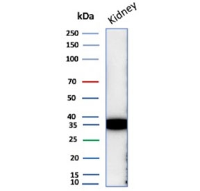 Western blot testing of human kidney tissue lysate with Napsin A antibody. Expected molecular weight: 38-45 kDa.