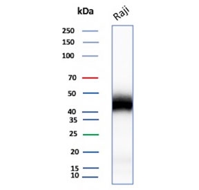 Western blot testing of human Raji cell lysate with recombinant  CD48 antibody. Predicted molecular weight: 28-50 kDa depending on glycosylation level.