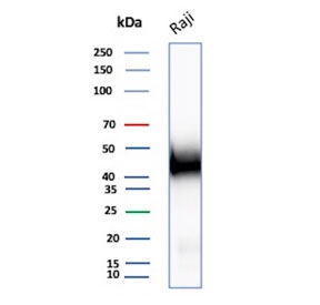 Western blot testing of human Raji cell lysate with CD48 antibody. Expected molecular weight: 28-50 kDa depending on glycosylation level.