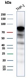 Western blot testing of human THP-1 cell lysate with SATB2 antibody (clone SATB2/8264R). Predicted molecular weight ~83 kDa.