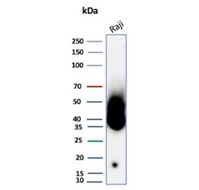 Western blot testing of human Raji cell lysate with CD38 antibody. Expected molecular weight: 34-46 kDa depending on glycosylation level.