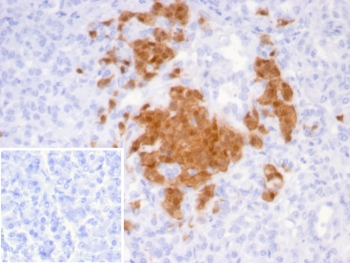 IHC staining of FFPE human pancreas tissue with Secretagogin antibody (clone SCGN/7321). Inset: PBS used in place of primary Ab (secondary Ab negative control). HIER: boil tissue sections in pH 9 10mM Tris with 1mM EDTA for 20 min and allow to cool before testing.