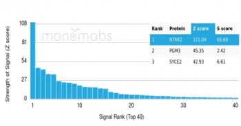 Analysis of a HuProt(TM) microarray containing more than 19,000 full-length human proteins using NTRK2 antibody (clone NTRK2/4671). Z- and S- Score: The Z-score represents the strength of a signal that a monoclonal antibody (in combination with a fluorescently-tagged anti-IgG secondary antibody) produces when binding to a particular protein on the HuProt(TM) array. Z-scores are described in units of standard deviations (SD's) above the mean value of all signals generated on that array. If targets on HuProt(TM) are arranged in descending order of the Z-score, the S-score is the difference (also in units of SD's) between the Z-score. S-score therefore represents the relative target specificity of a mAb to its intended target. A mAb is considered to specific to its intended target, if the mAb has an S-score of at least 2.5. For example, if a mAb binds to protein X with a Z-score of 43 and to protein Y with a Z-score of 14, then the S-score for the binding of that mAb to protein X is equal to 29.