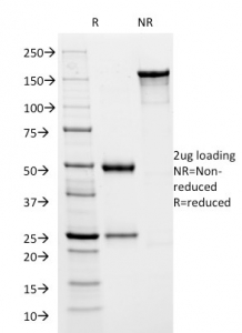 SDS-PAGE analysis of purified, BSA-free HSVI antibody (clone HSVI/2045) as confirmation of integrity and purity.