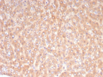 IHC staining of FFPE human liver tissue with 10-Formyltetrahydrofolate dehydrogenase antibody (clone ALDH1L1/7968). HIER: boil tissue sections in pH 9 10mM Tris with 1mM EDTA for 20 min and allow to cool before testing.