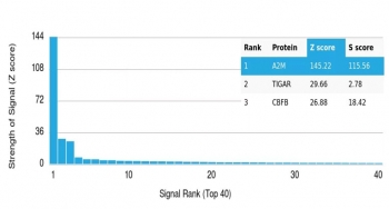 Analysis of HuProt(TM) microarray containing more than 19,000 full-length human proteins using Alpha-2-Macroglobulin antibody (clone A2M/6553). These results demonstrate the foremost specificity of the A2M/6553 mAb. Z- and S- Score: The Z-score represents the strength of a signal that a monoclonal antibody (clone MAb) (in combination with a fluorescently-tagged anti-IgG secondary antibody) produces when binding to a particular protein on the HuProt(TM) array. Z-scores are described in units of standard deviations (SD's) above the mean value of all signals generated on that array. If targets on HuProt(TM) are arranged in descending order of the Z-score, the S-score is the difference (also in units of SD's) between the Z-score. S-score therefore represents the relative target specificity of a MAb to its intended target. A MAb is considered to specific to its intended target, if the MAb has an S-score of at least 2.5. For example, if a MAb binds to protein X with a Z-score of 43 and to protein Y with a Z-score of 14, then the S-score for the binding of that MAb to protein X is equal to 29.