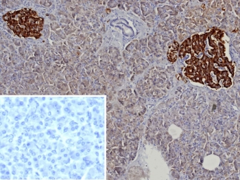IHC staining of FFPE human pancreas tissue with recombinant CgA antibody (clone rCHGA/9612). Inset: PBS used in place of primary Ab (secondary Ab negative control). HIER: boil tissue sections in pH 9 10mM Tris with 1mM EDTA for 20 min and allow to cool before testing.