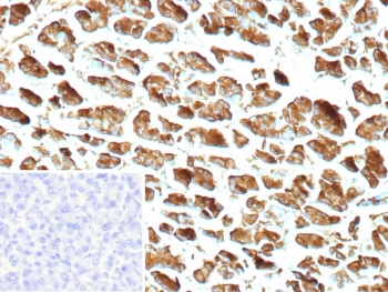 IHC staining of FFPE human pancreas tissue with recombinant CPA1 antibody (clone CPA1/9622R). Inset: PBS used in place of primary Ab (secondary Ab negative control). HIER: boil tissue sections in pH 9 10mM Tris with 1mM EDTA for 20 min and allow to cool before testing.