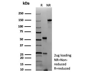 SDS-PAGE analysis of purified, BSA-free recombinant PAX7 antibody (clone rPAX7/9325) as confirmation of integrity and purity.