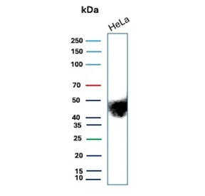 Western blot testing of human HeLa cell lysate with recombinant CD147 antibody (clone BSG/9290R). Expected molecular weight: 27-66 kDa depending on level of glycosylation.