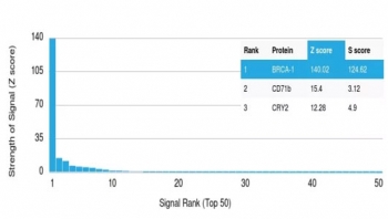 Analysis of HuProt(TM) microarray containing more than 19,000 full-length human proteins using BRCA-1 antibody (clone BRCA1/2973). These results demonstrate the foremost specificity of the BRCA1/2973 mAb. Z- and S- Score: The Z-score represents the strength of a signal that a monoclonal antibody (clone MAb) (in combination with a fluorescently-tagged anti-IgG secondary antibody) produces when binding to a particular protein on the HuProt(TM) array. Z-scores are described in units of standard deviations (SD's) above the mean value of all signals generated on that array. If targets on HuProt(TM) are arranged in descending order of the Z-score, the S-score is the difference (also in units of SD's) between the Z-score. S-score therefore represents the relative target specificity of a MAb to its intended target. A MAb is considered to specific to its intended target, if the MAb has an S-score of at least 2.5. For example, if a MAb binds to protein X with a Z-score of 43 and to protein Y with a Z-score of 14, then the S-score for the binding of that MAb to protein X is equal to 29.
