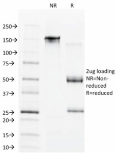 SDS-PAGE analysis of purified, BSA-free CDX1 antibody (clone CDX1/1650) as confirmation of integrity and purity.