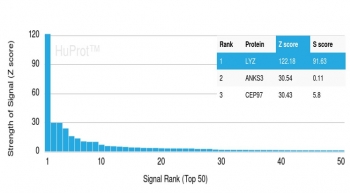 Analysis of HuProt(TM) microarray containing more than 19,000 full-length human proteins using Lysozyme antibody (clone LYZ/3941). These results demonstrate the foremost specificity of the LYZ/3941 mAb. Z- and S- score: The Z-score represents the strength of a signal that an antibody (in combination with a fluorescently-tagged anti-IgG secondary Ab) produces when binding to a particular protein on the HuProt(TM) array. Z-scores are described in units of standard deviations (SD's) above the mean value of all signals generated on that array. If the targets on the HuProt(TM) are arranged in descending order of the Z-score, the S-score is the difference (also in units of SD's) between the Z-scores. The S-score therefore represents the relative target specificity of an Ab to its intended target.