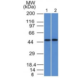 Western blot of human 1) THP1 and 2) Raji cell lysate using FLI1 antibody (clone FLI1/1312). Predicted molecular weight ~50 kDa.