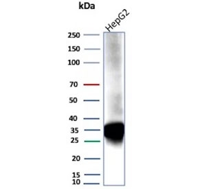 Western blot testing of human HepG2 cell lysate using AKR1C1 antibody (clone AKR1C1/9069). Predicted molecular weight ~37 kDa.