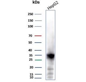Western blot testing of human HepG2 cell lysate using AKR1C1 antibody (clone AKR1C1/9311). Predicted molecular weight ~37 kDa.