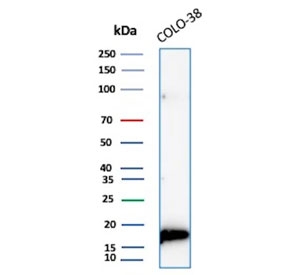Western blot testing of human COLO-38 cell lysate with recombinant MLANA antibody (clone rMLANA/9404). Expected molecular weight ~20 kDa with possible doublet.