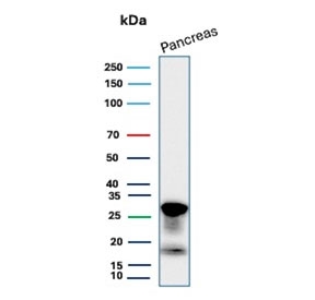 Western blot testing of human pancreas tissue lysate with Elastase 3A antibody (clone CELA3A/12552). Predicted molecular weight ~29 kDa.