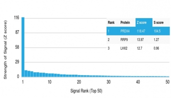 Analysis of HuProt(TM) microarray containing more than 19,000 full-length human proteins using Peroxiredoxin 4 antibody (clone CPTC-PRDX4-1). These results demonstrate the foremost specificity of the CPTC-PRDX4-1 mAb. Z- and S- score: The Z-score represents the strength of a signal that an antibody (in combination with a fluorescently-tagged anti-IgG secondary Ab) produces when binding to a particular protein on the HuProt(TM) array. Z-scores are described in units of standard deviations (SD's) above the mean value of all signals generated on that array. If the targets on the HuProt(TM) are arranged in descending order of the Z-score, the S-score is the difference (also in units of SD's) between the Z-scores. The S-score therefore represents the relative target specificity of an Ab to its intended target.