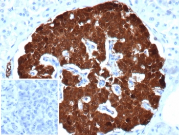 IHC staining of FFPE human pancreas tissue with Secretagogin antibody (clone SCGN/7325). Inset: PBS used in place of primary Ab (secondary Ab negative control). HIER: boil tissue sections in pH 9 10mM Tris with 1mM EDTA for 20 min and allow to cool before testing.