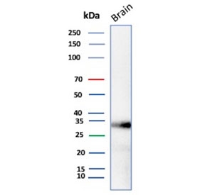 Western blot testing of human brain tissue lysate with Aquaporin 4 antibody (clone AQP4/3321). Observed molecular weight: 35~45kDa depending on glycosylation level.