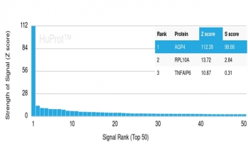Analysis of HuProt(TM) microarray containing more than 19,000 full-length human proteins using AQP4 antibody (clone AQP4/3322). These results demonstrate the foremost specificity of the AQP4/3322 mAb. Z- and S- score: The Z-score represents the strength of a signal that an antibody (in combination with a fluorescently-tagged anti-IgG secondary Ab) produces when binding to a particular protein on the HuProt(TM) array. Z-scores are described in units of standard deviations (SD's) above the mean value of all signals generated on that array. If the targets on the HuProt(TM) are arranged in descending order of the Z-score, the S-score is the difference (also in units of SD's) between the Z-scores. The S-score therefore represents the relative target specificity of an Ab to its intended target.