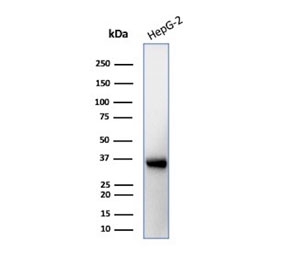 Western blot testing of human brain tissue lysate with AQP4 antibody (clone AQP4/3323). Observed molecular weight: 35~45 kDa depending on glycosylation level.