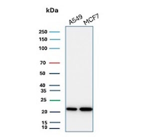 Western blot testing of human A549 and MCF7 cell lysate with recombinant BAX antibody (clone BAX/3158R). Predicted molecular weight ~21 kDa.
