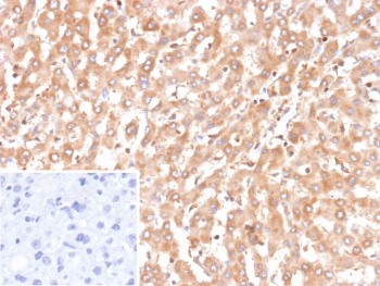 IHC staining of FFPE human liver tissue with recombinant BCL2L4 antibody (clone BAX/9925R). Inset: PBS used in place of primary Ab (secondary Ab negative control). HIER: boil tissue sections in pH 9 10mM Tris with 1mM EDTA for 20 min and allow to cool before testing.