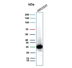 Western blot testing of human HEK293T cell lysate with mtTFA antibody (clone TFAM/9713). Expected molecular weight: 24-29 kDa.
