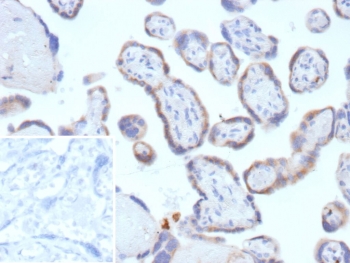 IHC staining of FFPE human placental tissue with Tissue factor pathway inhibitor 2 antibody (clone TFPI2/13027). Inset: PBS used in place of primary Ab (secondary Ab negative control). HIER: boil tissue sections in pH 9 10mM Tris with 1mM EDTA for 20 min and allow to cool before testing.