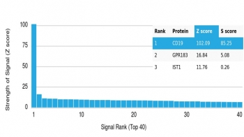Analysis of HuProt(TM) microarray containing more than 19,000 full-length human proteins using recombinant CD19 antibody (clone CD19/4260R). These results demonstrate the foremost specificity of the CD19/4260R mAb. Z- and S- score: The Z-score represents the strength of a signal that an antibody (in combination with a fluorescently-tagged anti-IgG secondary Ab) produces when binding to a particular protein on the HuProt(TM) array. Z-scores are described in units of standard deviations (SD's) above the mean value of all signals generated on that array. If the targets on the HuProt(TM) are arranged in descending order of the Z-score, the S-score is the difference (also in units of SD's) between the Z-scores. The S-score therefore represents the relative target specificity of an Ab to its intended target.