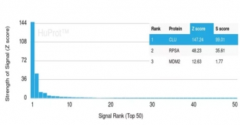 Analysis of HuProt(TM) microarray containing more than 19,000 full-length human proteins using Clusterin antibody (clone CLU/6692). These results demonstrate the foremost specificity of the CLU/6692 mAb. Z- and S- score: The Z-score represents the strength of a signal that an antibody (in combination with a fluorescently-tagged anti-IgG secondary Ab) produces when binding to a particular protein on the HuProt(TM) array. Z-scores are described in units of standard deviations (SD's) above the mean value of all signals generated on that array. If the targets on the HuProt(TM) are arranged in descending order of the Z-score, the S-score is the difference (also in units of SD's) between the Z-scores. The S-score therefore represents the relative target specificity of an Ab to its intended target.