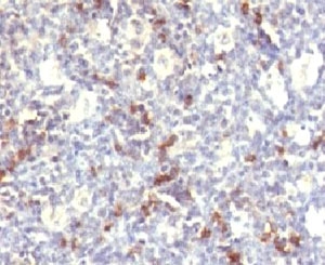 IHC testing of FFPE human spleen and HNK-1 antibody (clone CDLA57).
