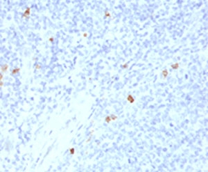 IHC testing of human tonsil with IgG4 antibody (clone IHCG4-1). Staining of FFPE tissue is enhanced by boiling sections in 10mM Tris with 1mM EDTA, pH9 for 10-20 min followed by cooling at RT for 20 min.