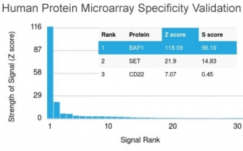 Analysis of HuProt(TM) microarray containing more than 19,000 full-length human proteins using BAP1 antibody (clone BAP1/2432). These results demonstrate the foremost specificity of the BAP1/2432 mAb. Z- and S- score: The Z-score represents the strength of a signal that an antibody (in combination with a fluorescently-tagged anti-IgG secondary Ab) produces when binding to a particular protein on the HuProt(TM) array. Z-scores are described in units of standard deviations (SD's) above the mean value of all signals generated on that array. If the targets on the HuProt(TM) are arranged in descending order of the Z-score, the S-score is the difference (also in units of SD's) between the Z-scores. The S-score therefore represents the relative target specificity of an Ab to its intended target.