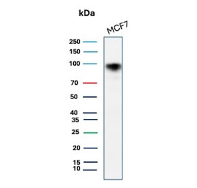 Western blot testing of human MCF7 cell lysate with recombinant CD44 antibody (clone HCAM/2875R). Predicted molecular weight ~81 kDa but may be observed at higher molecular weights due to glycosylation.